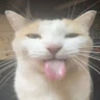 miau_tea